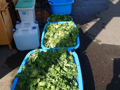 プチベールの水洗い処理