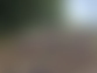 竹林の再生で安中市の未来を築く⑬