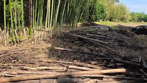 竹林の再生で安中市の未来を築く⑰