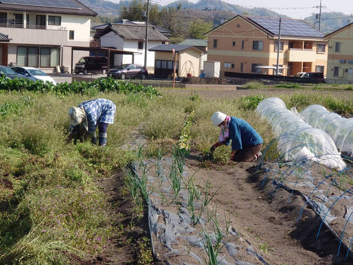 4月11日 朝の農事🌱
