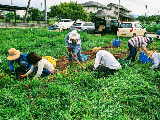 6月27日(木)午前中にいつもの野菜収穫・納品と、午後に、第2子ども農園にてジャガイモ掘りの作業