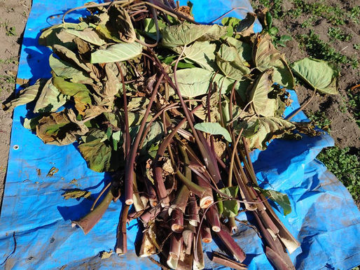 ヤツガシラのズイキを収穫