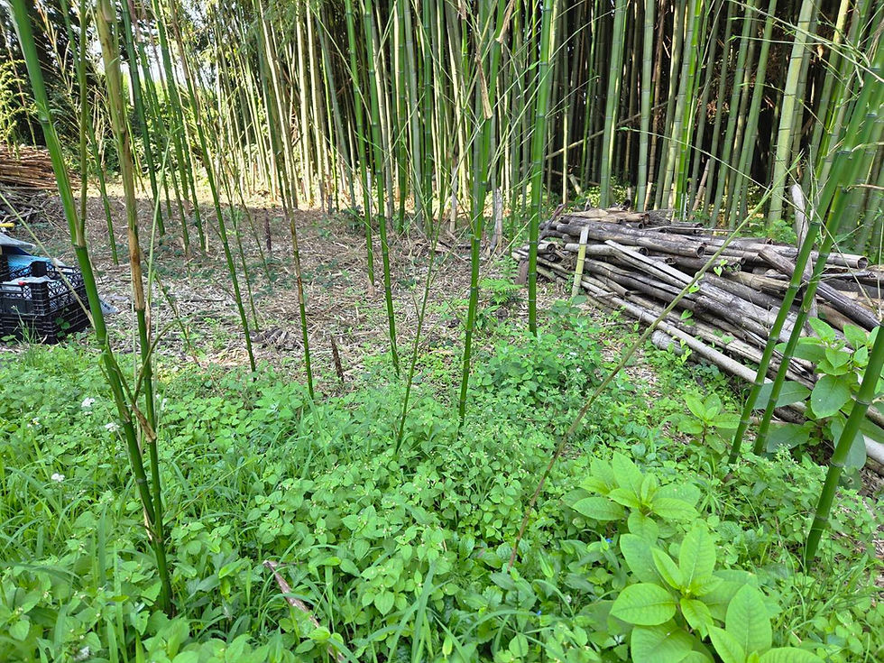 竹林の再生で安中市の未来を築く㉓