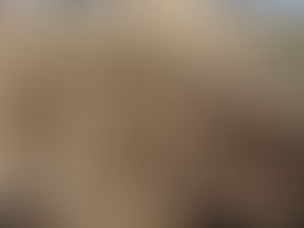 玉ねぎ定植準備