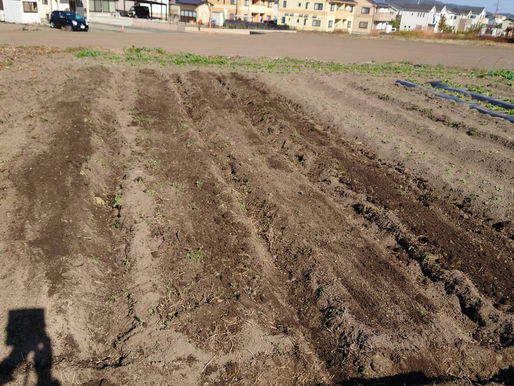 玉ねぎ定植準備