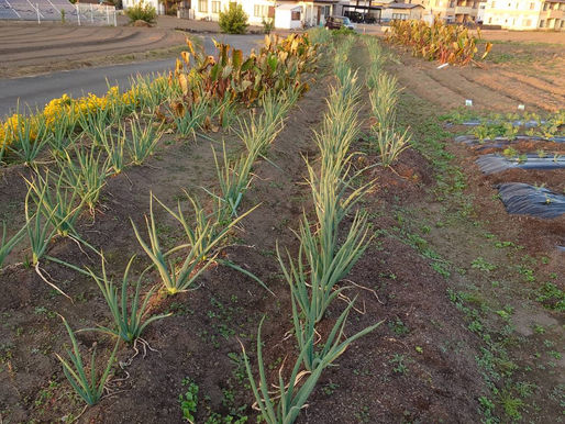 秋は夕暮れ🍁 ですが...。