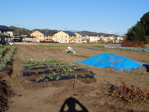 摘み菜定植とヤツガシラ試し掘り