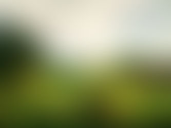 7月4日(月)キュウリ苗・モロヘイヤ苗の定植と水遣り