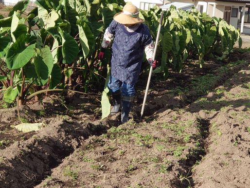 今日から午後の農園です。