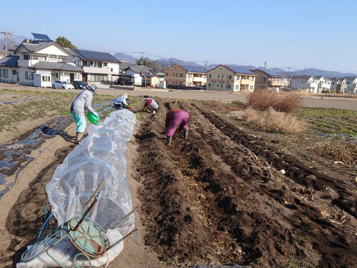 キャベツ苗68本の定植、完了。