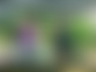 7月31日(木)「猛暑の木曜、午前にいつもの収穫と、夕方に夏野菜水やり等」