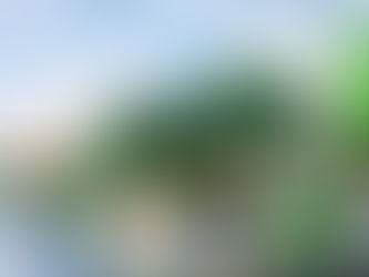 6月27日(月)梅雨明けました‼ 夏野菜の手入れ