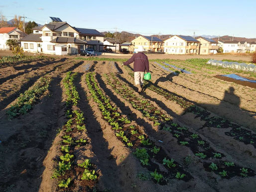 今日の子ども農園
