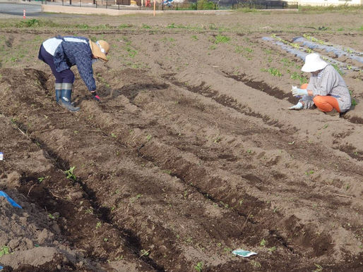 種まきです🌱