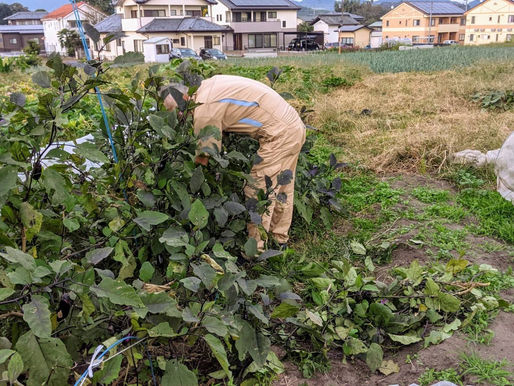 10月11日(月)子ども農園から柴田さんよりお便り届く