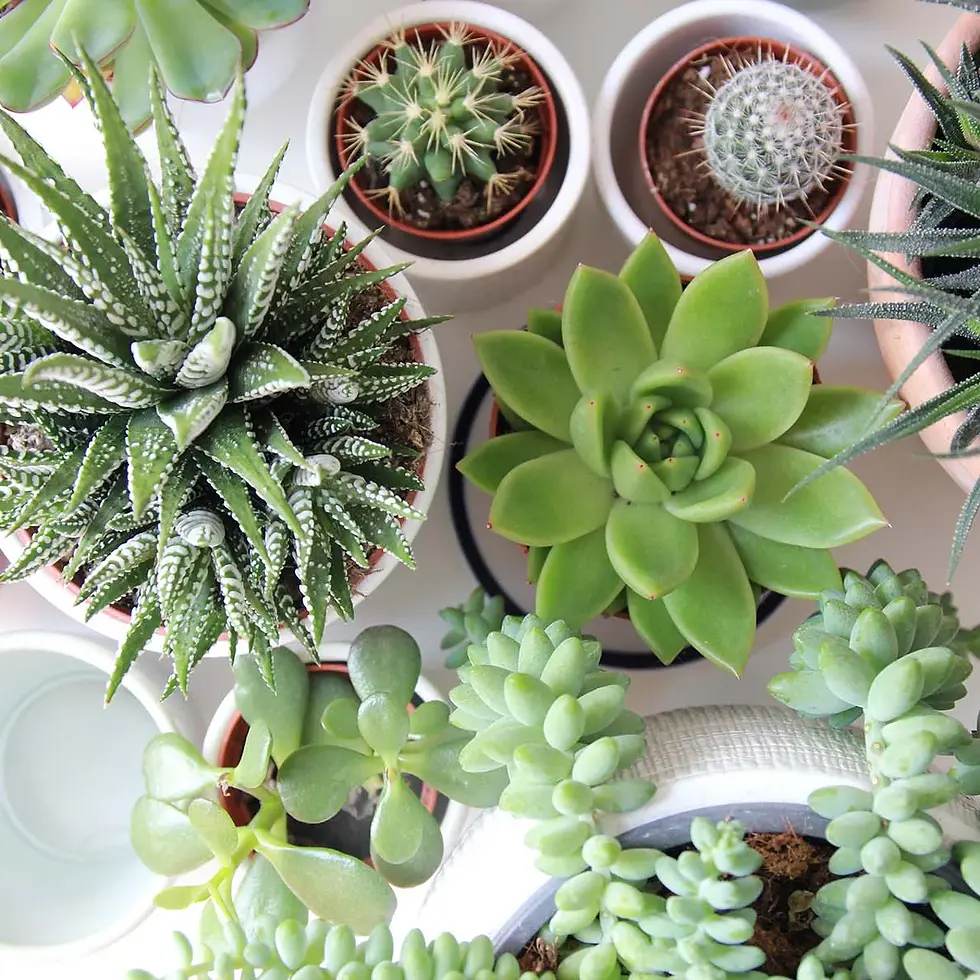Reducing Wildfire Risk Through Strategic Plant Selection Using Succulents