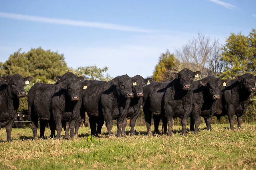 Brooklana Angus Sale.jpg