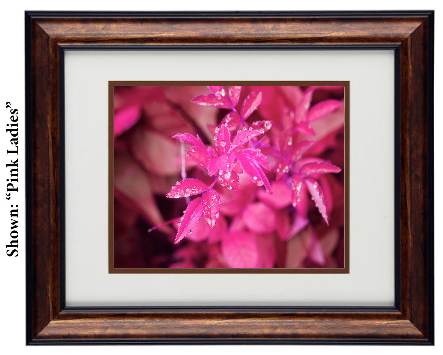 Art Prints from a Secret Paradise