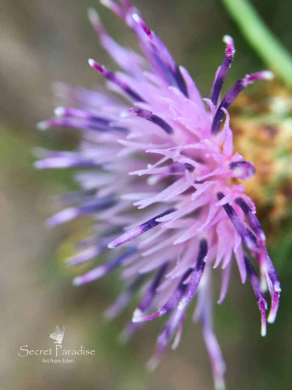 Digital DnLoad from a Secret Paradise