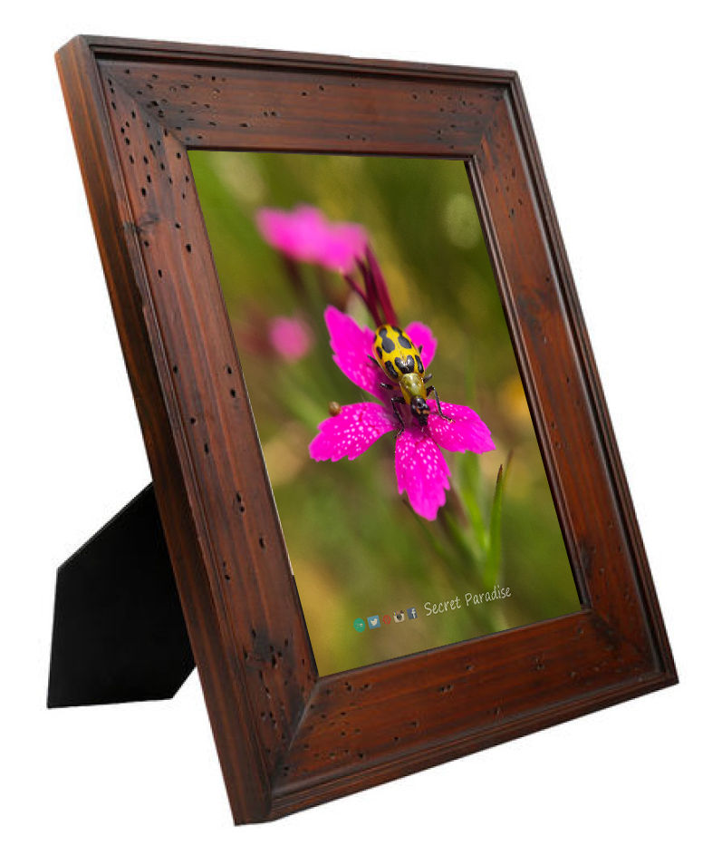 Framed Art Prints from a Secret Paradise