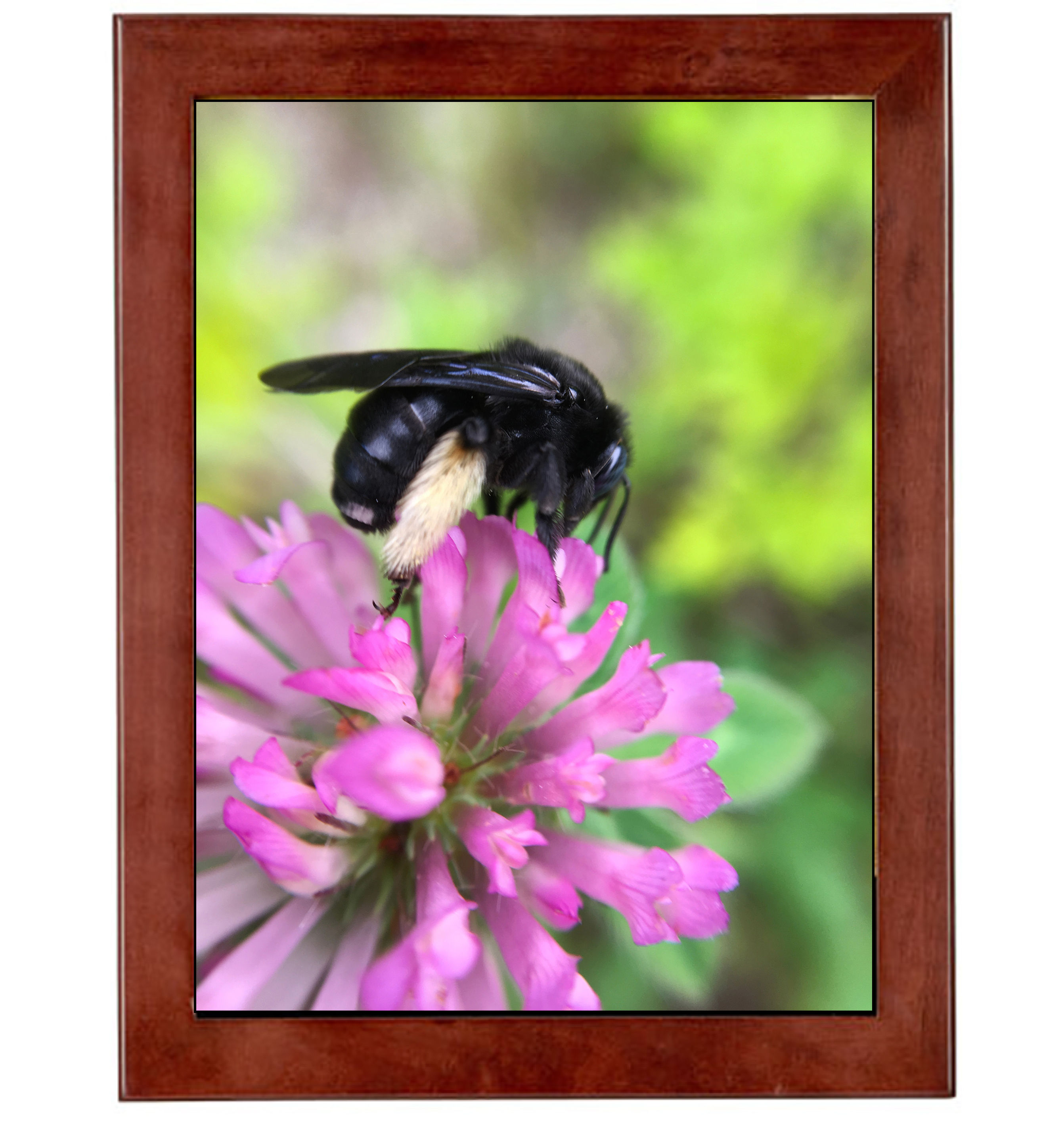 Bee Framed Art Prints from a Secret Paradise
