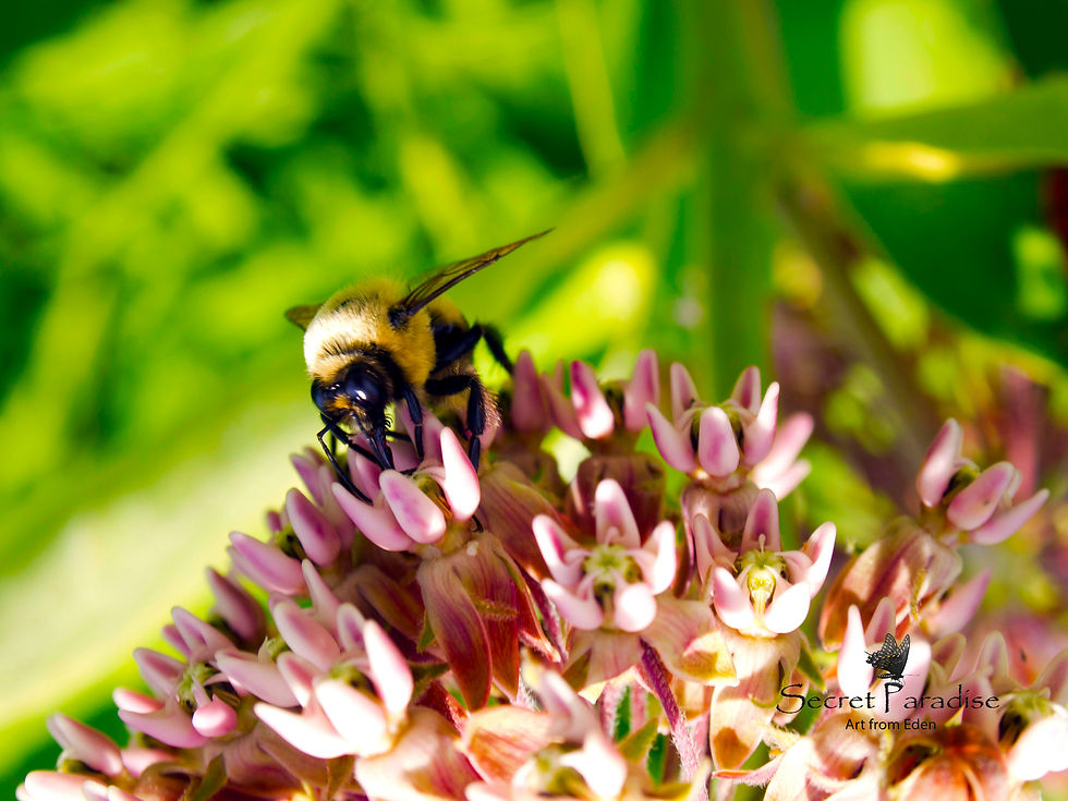 Digital DnLoad from a Secret Paradise