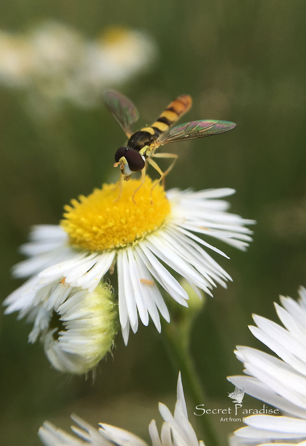 Digital DnLoad from a Secret Paradise