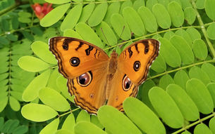 डोळे कशासाठी? 