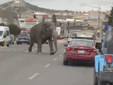 Watch: Elephant on the loose in Montana