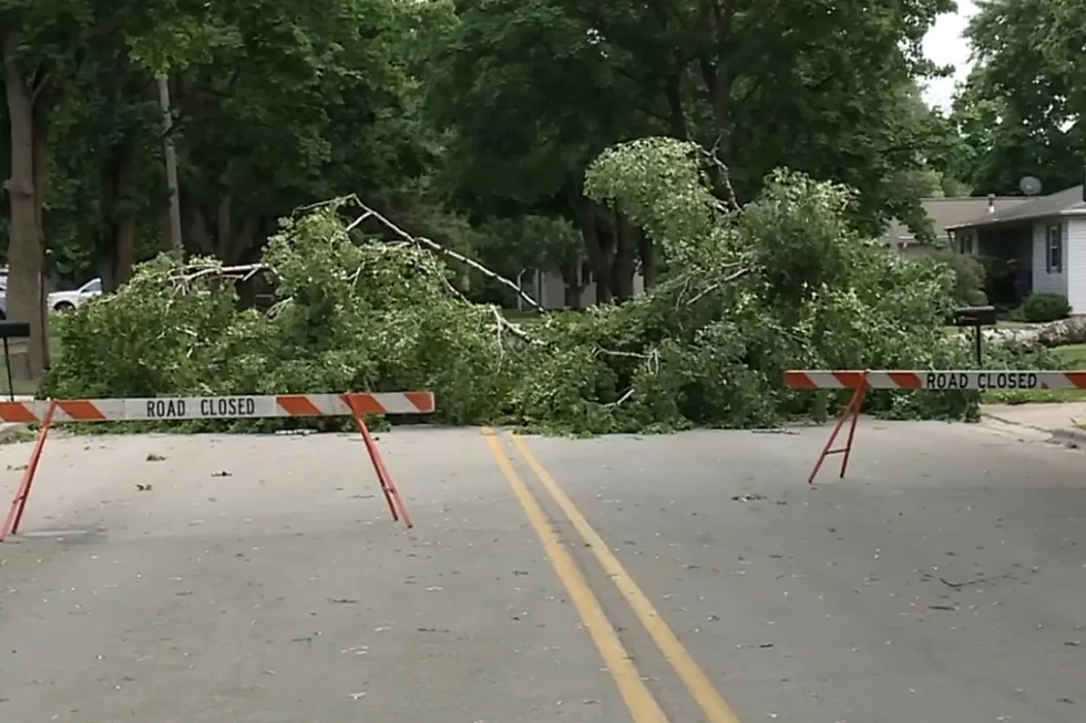 The fallen tree in Green Bay