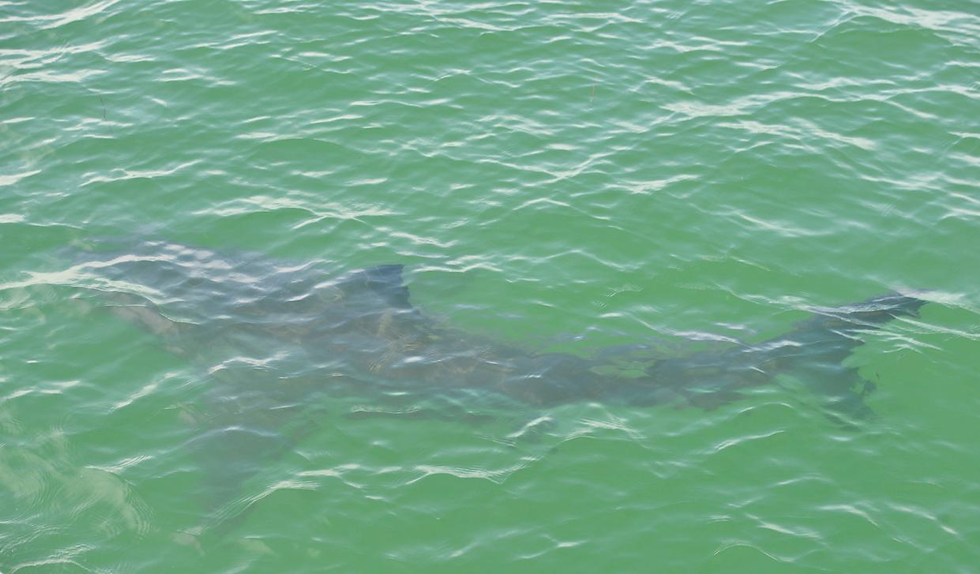 A great white shark swims close to the surface of the shark tagging vessel in the ocean