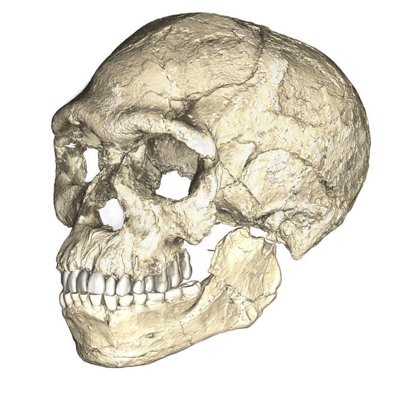 The composite skull from Jebel Irhoud (Picture: Philipp Gunz/Pen News)