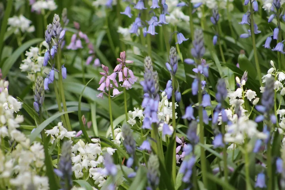 Thumbnail: Hyacinthoides Hispanica (15)