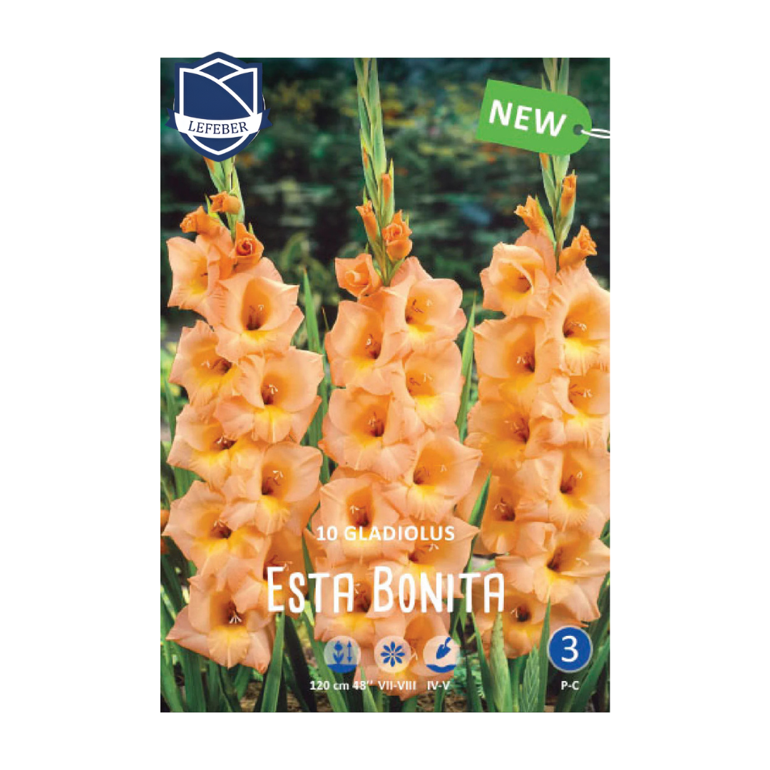 Gladiolus Esta Bonita (10) - Гладиола