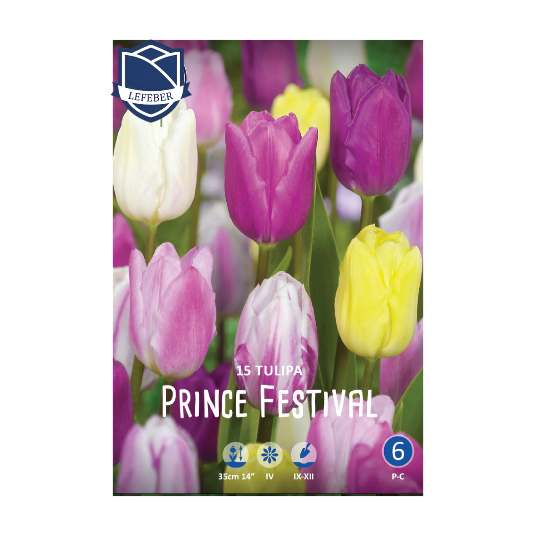 Tulipa Prince Festival (15) - Лале