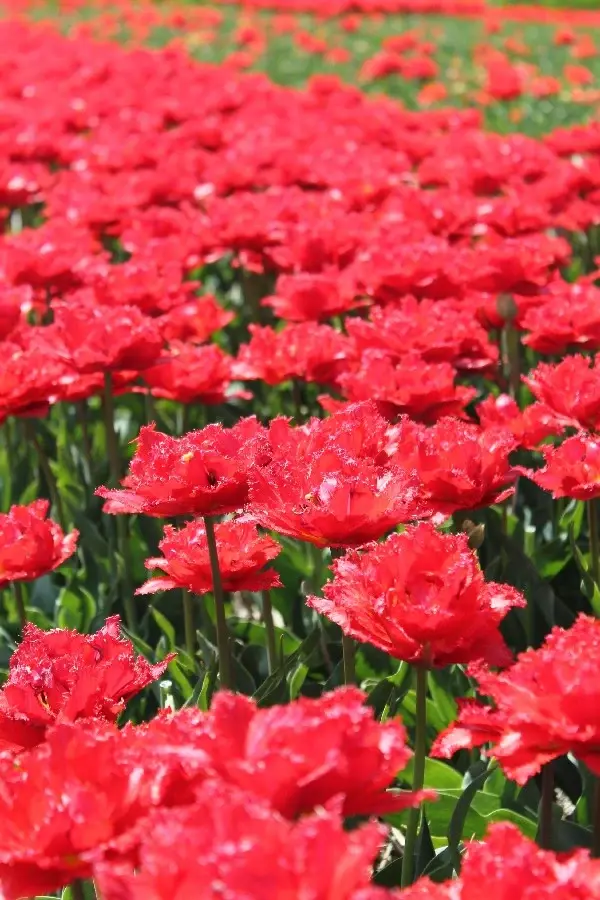 Thumbnail: Tulipa Fiery Dream (10) - Премиум Лале