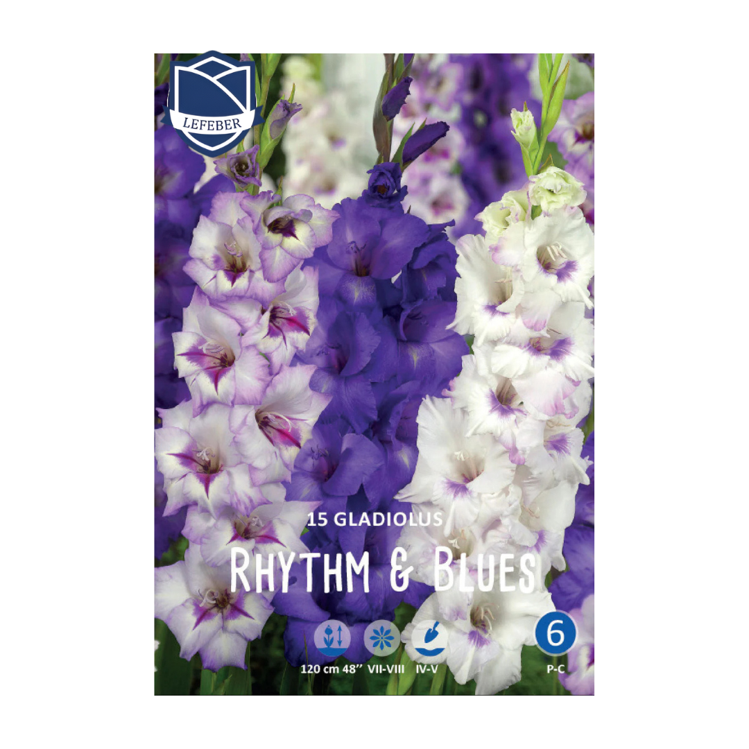 Gladiolus Rhythm&Blues (15) - Гладиола