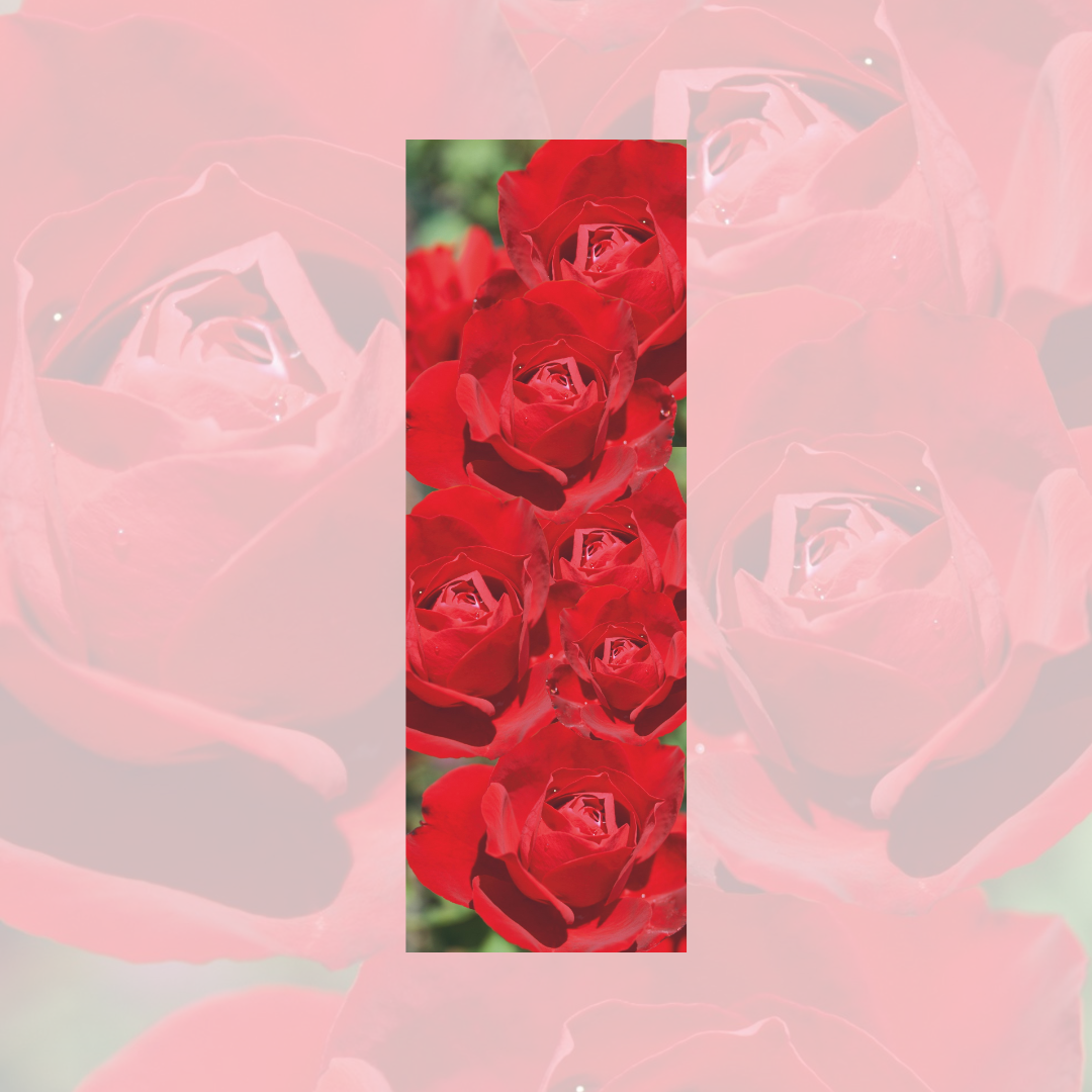 Роза (Lili Marlene)