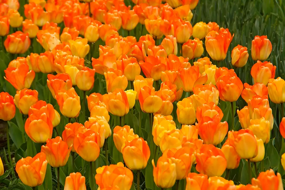 Thumbnail: Tulipa Day Dream (10) - Лале
