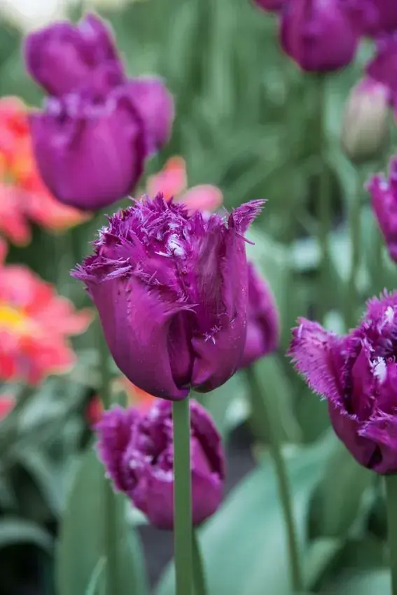 Thumbnail: Tulipa Gorilla (10) - Лале