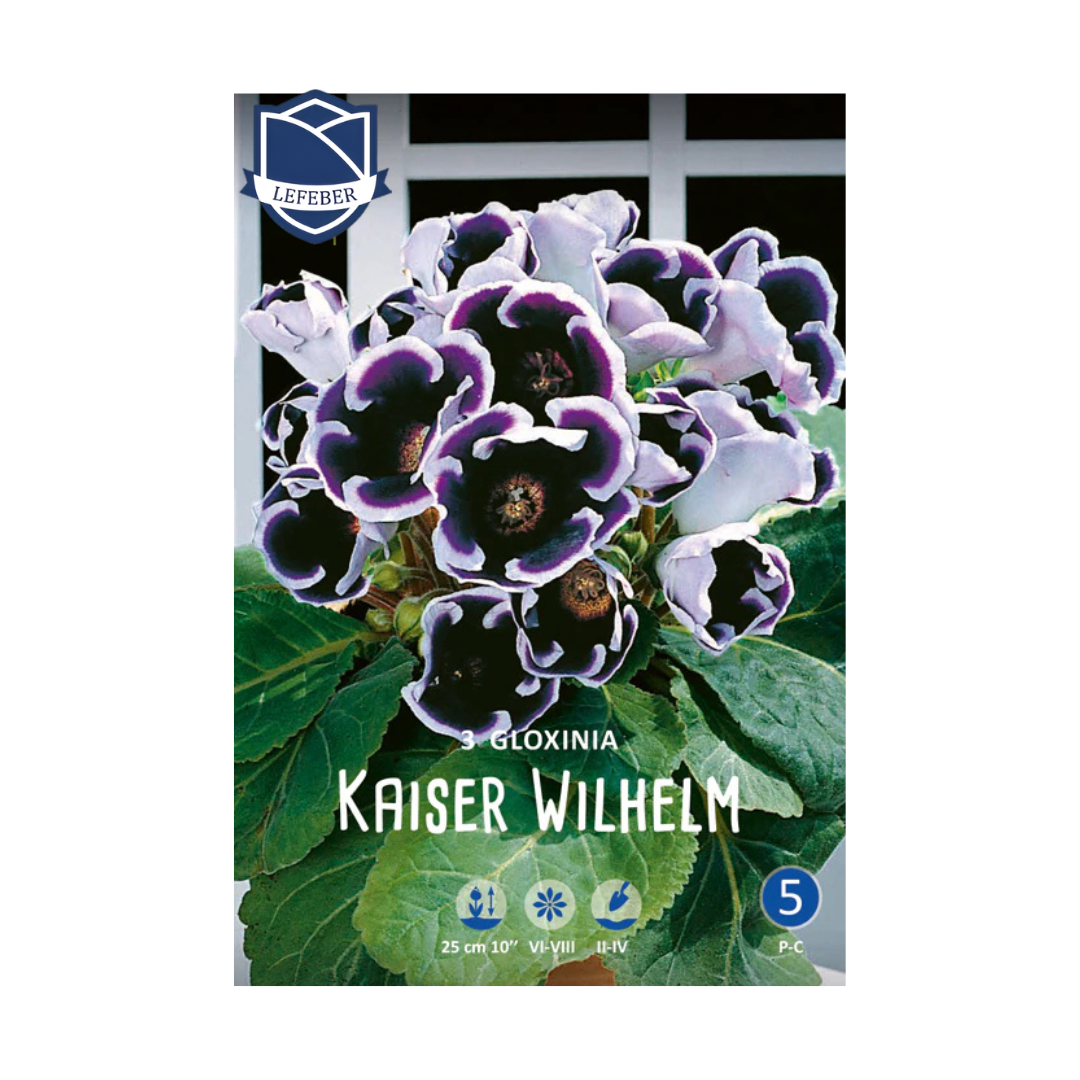 Gloxinia Kaiser Wilhelm (3)