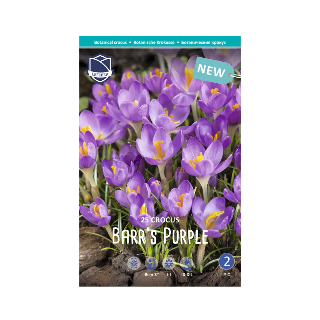 Crocus Barr's Purple (25) - Крокус