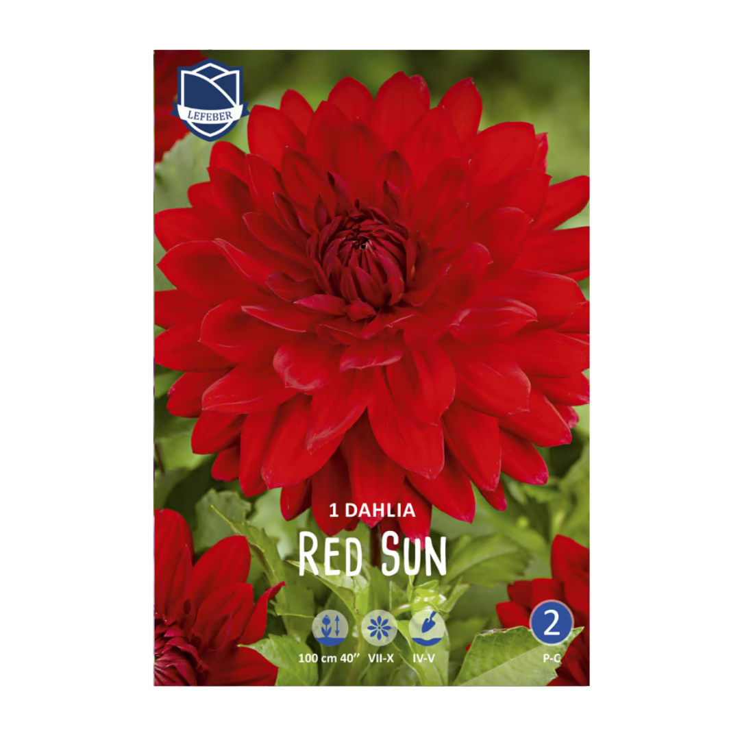Dahlia Red Sun (1) - Далија