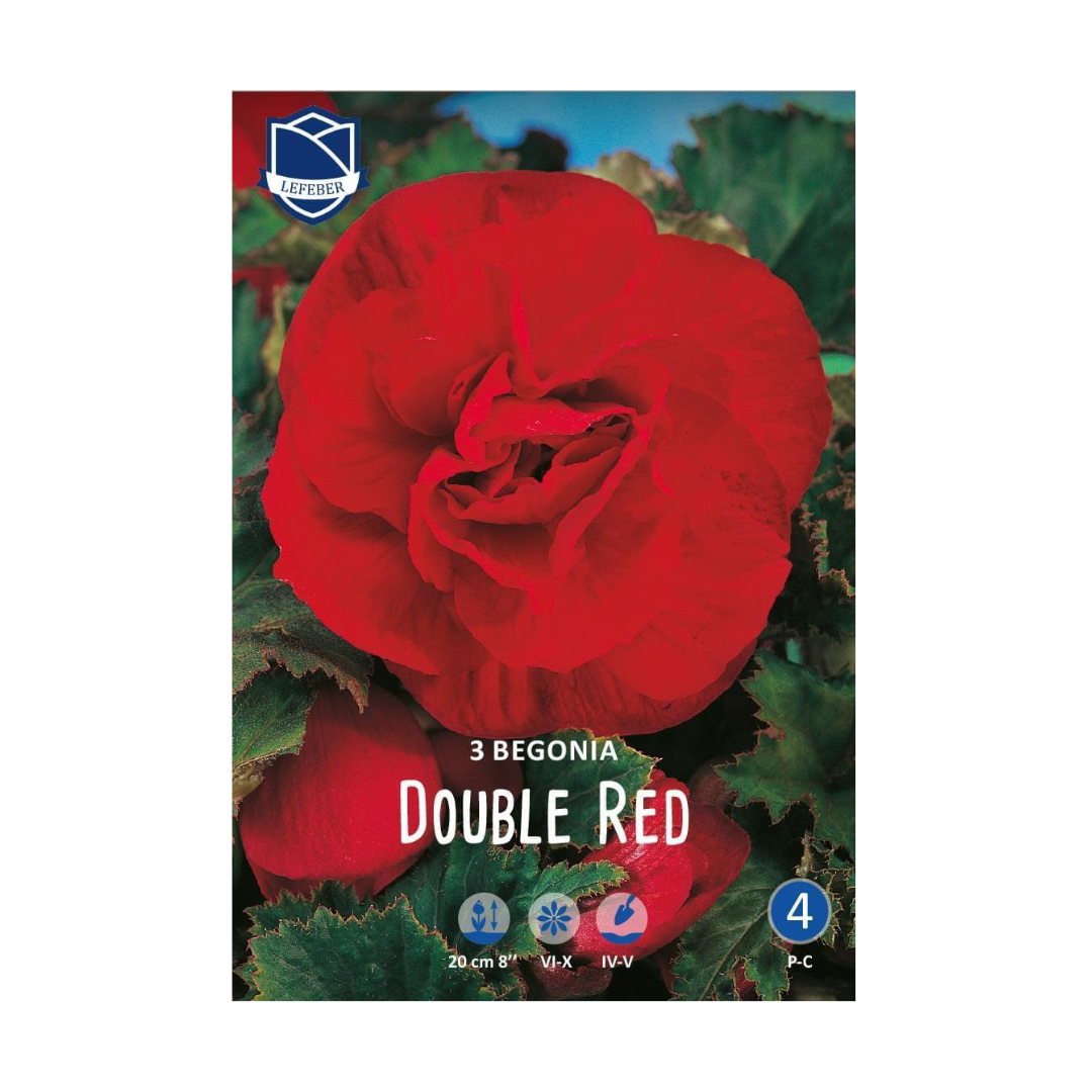 Begonia Double Red (3) - Бегонија