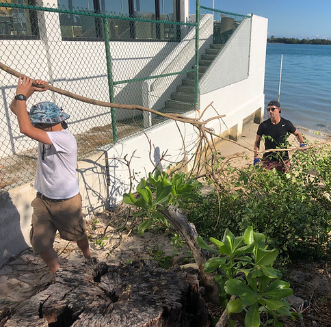 Kirk Linaje and Derek Weaver, MORAES volunteers removing invasive vegetation for the Evolution of Darwin Beach project.