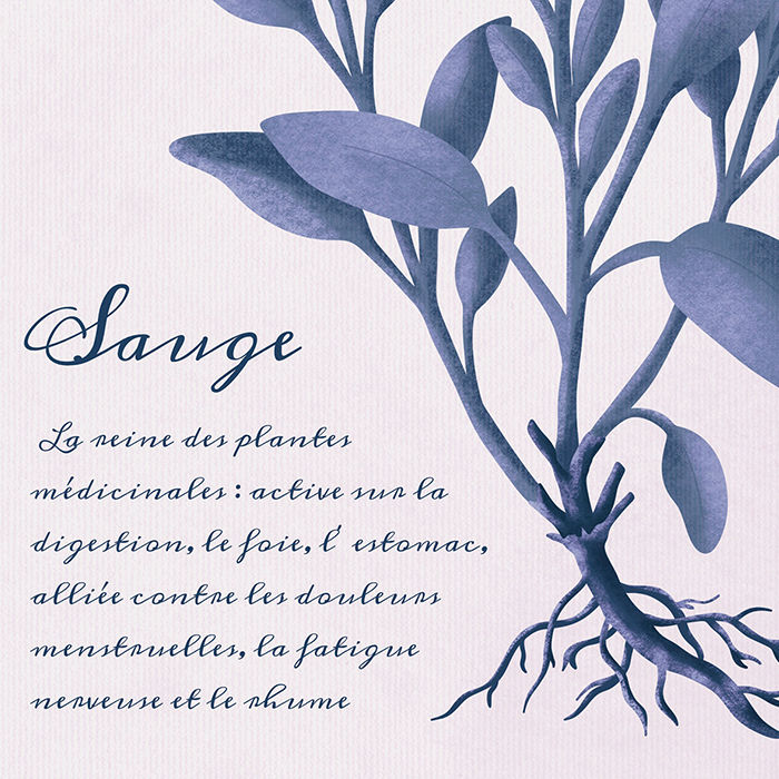 Miniature : Sauge A5
