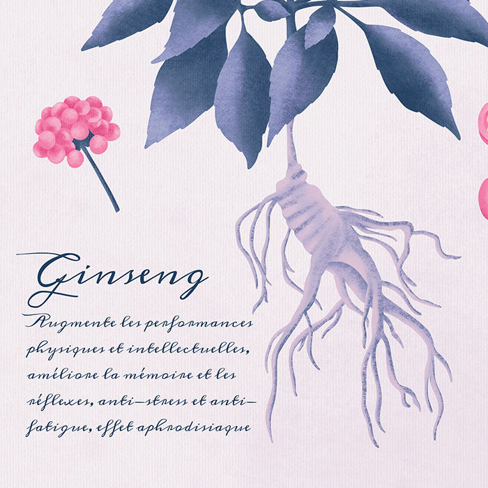 Miniature : Ginseng A5