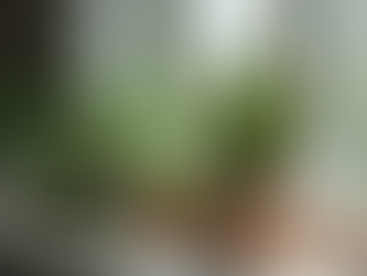 Essential Tips for Thriving Indoor Plants Care