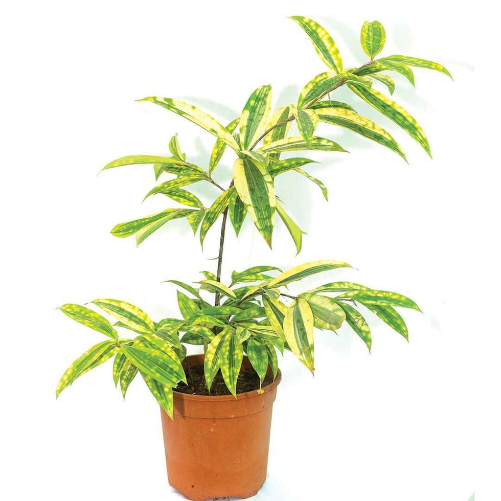 Dracaena Golden Milky Plant