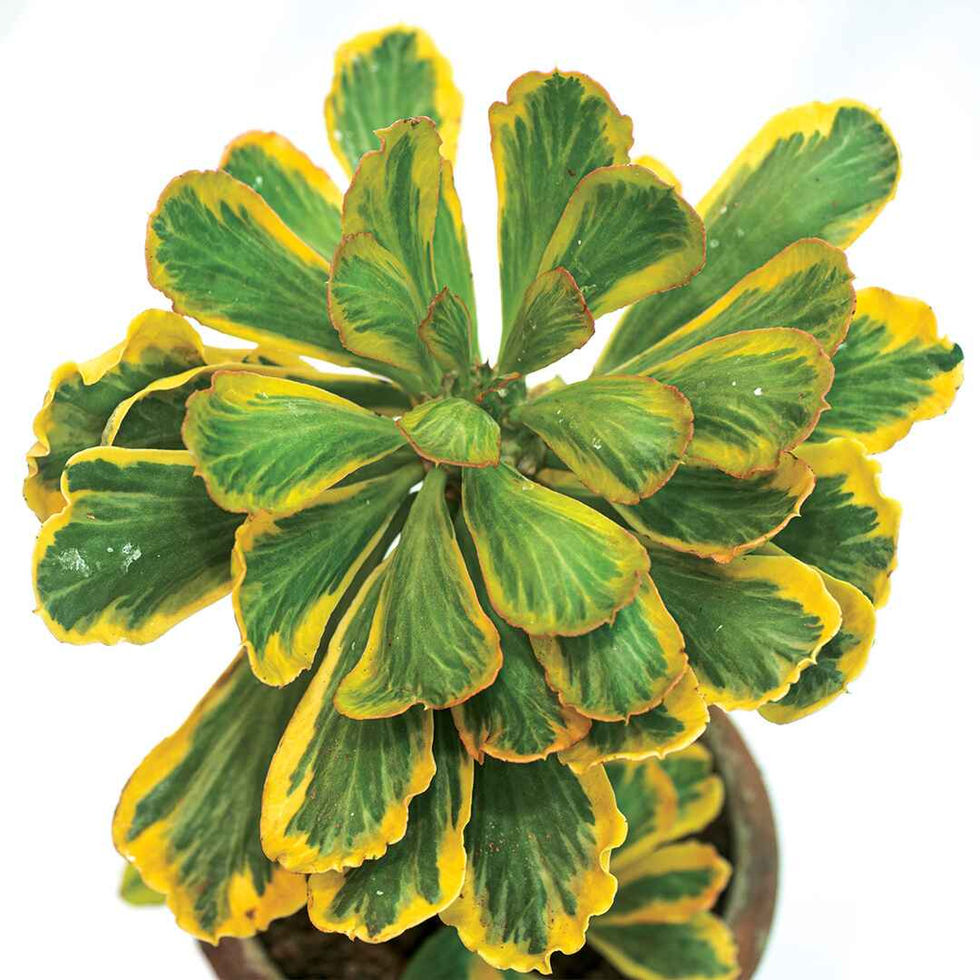 Euphorbia poissonii Variegata Plant